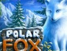 Polar_Fox_180х138